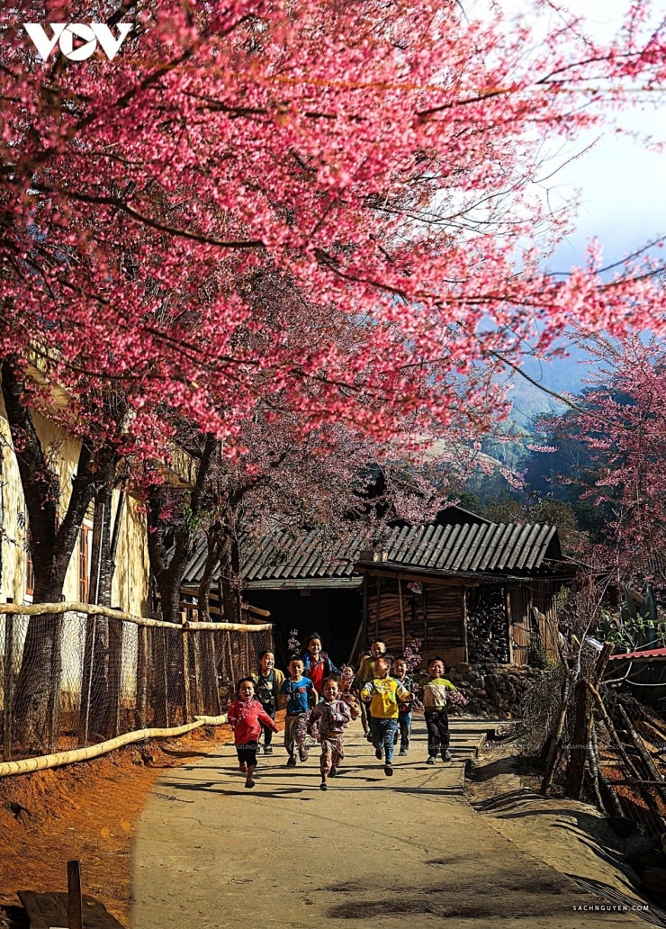 Lũ trẻ nô đùa dưới những hàng cây anh đào hoa đã bung nở tại bản Phà Nọi