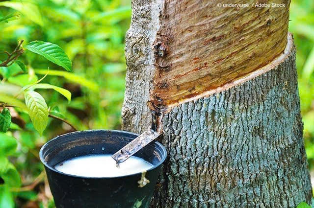 Giá cao su hôm nay 3/1 Thế giới điều chỉnh sau giai đoạn tăng nóng
