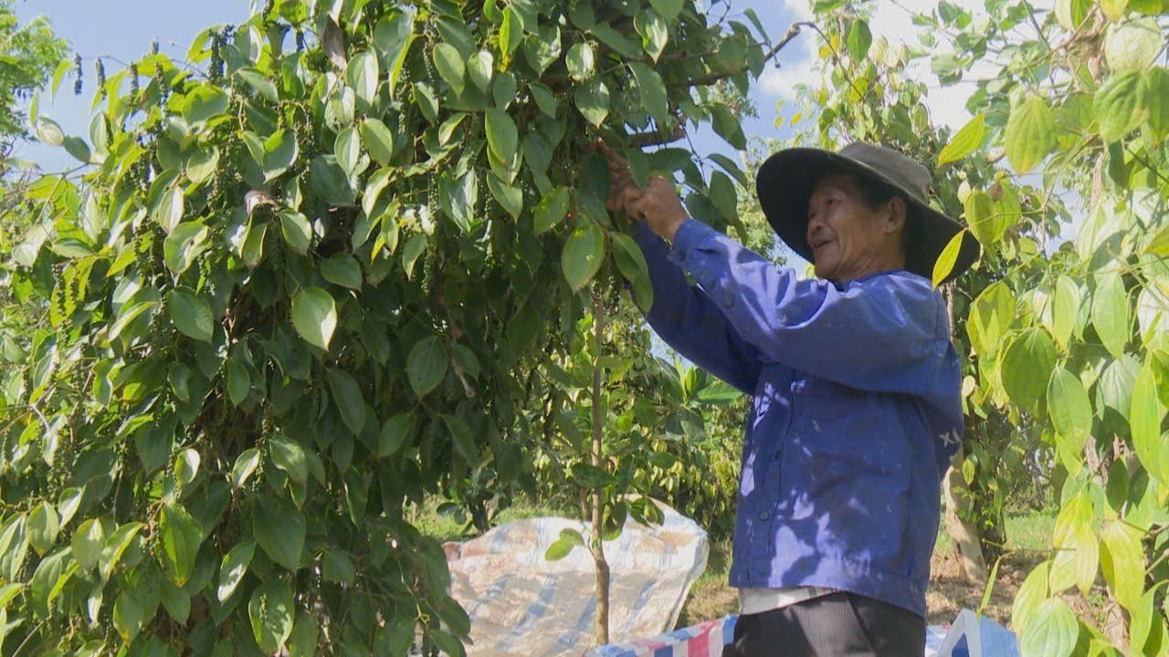 Giá tiêu hôm nay 3/1 Trong nước lặng sóng thị trường thế giới đi ngang