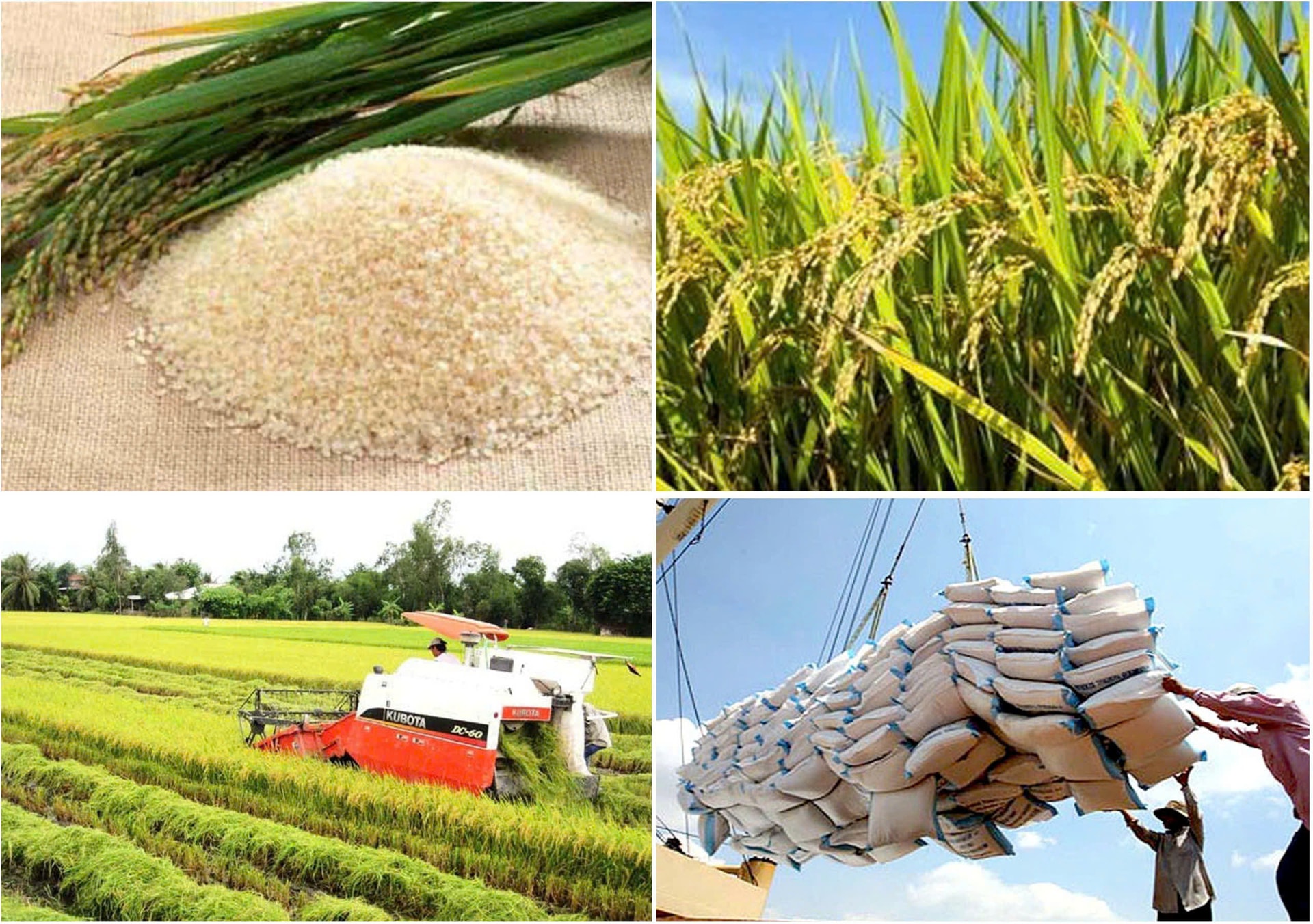 Giá lúa gạo hôm nay 3/1 Đồng bằng sông Cửu Long ít biến động giao dịch chậm