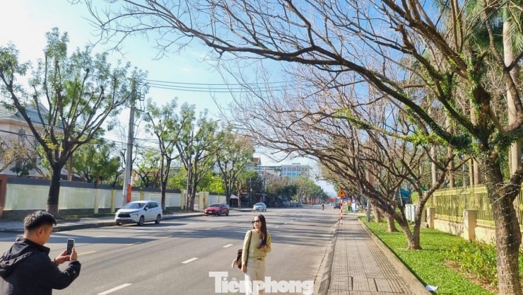 Hàng sưa vào mùa thay lá trên tuyến đường Trần Hưng Đạo tại Đà Nẵng