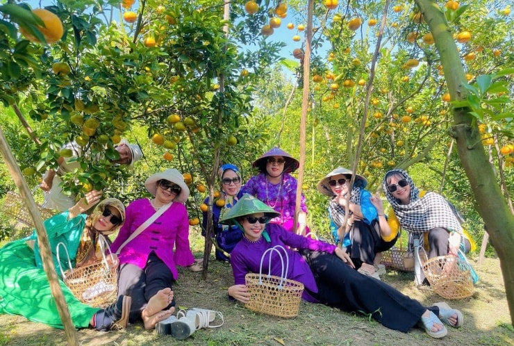 Vườn quýt hồng Lai Vung vào mùa chín rộ, thu hút đông đảo du khách. Ảnh: T.X