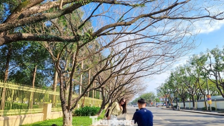 Các cặp đôi chụp ảnh kỷ niệm tại hàng sưa Đà Nẵng