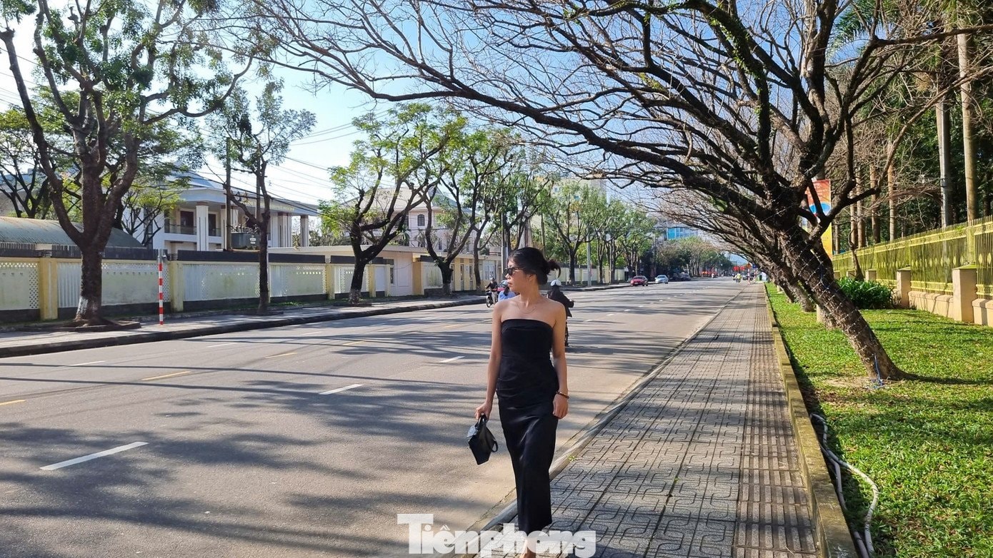 Hàng sưa trơ cành ngả bóng dưới nắng ấm tại Bàn Thạch