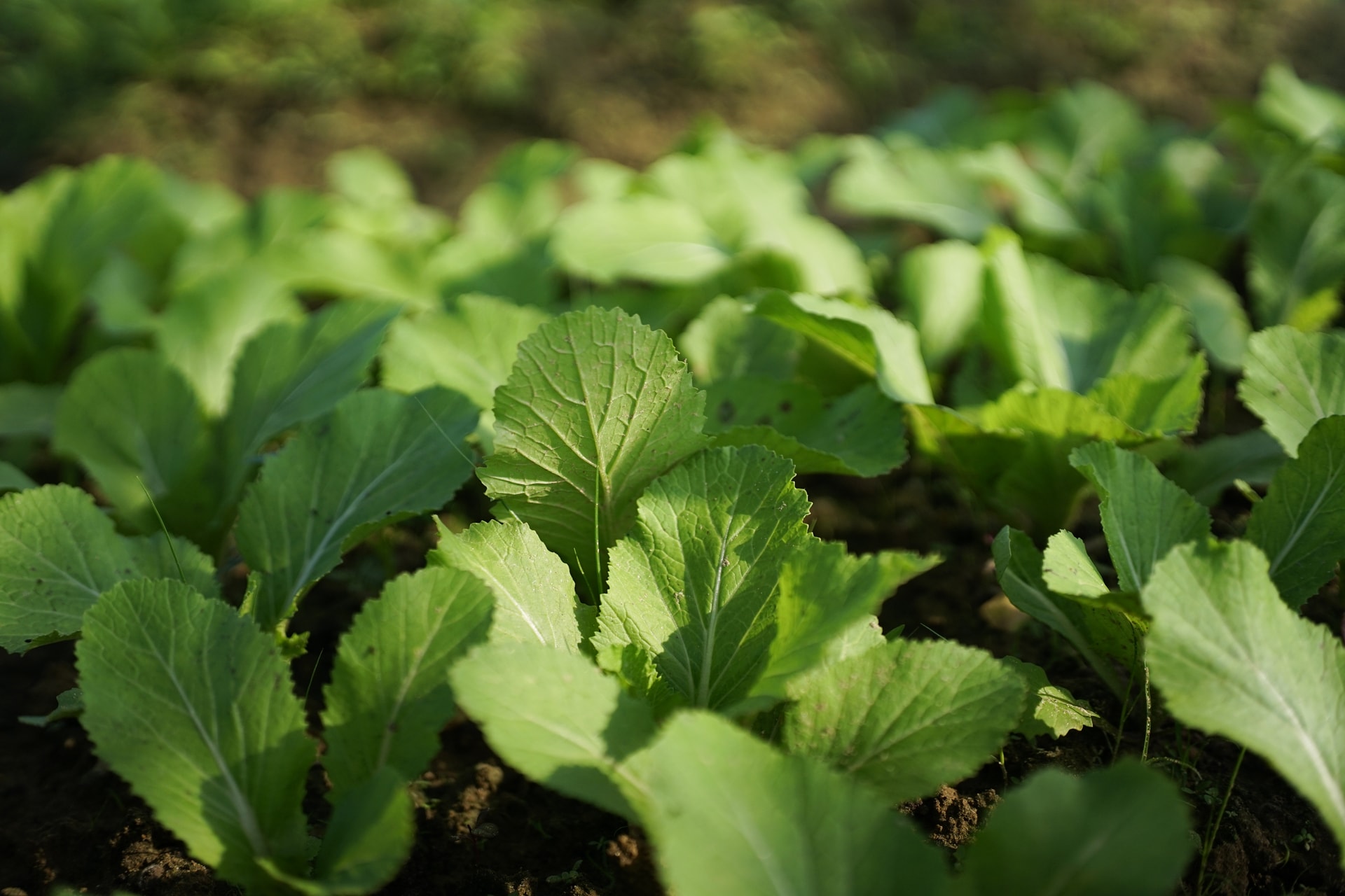 Rau xanh đạt chuẩn “Hội An organic” tại Thanh Đông. Ảnh: XUÂN SƠN