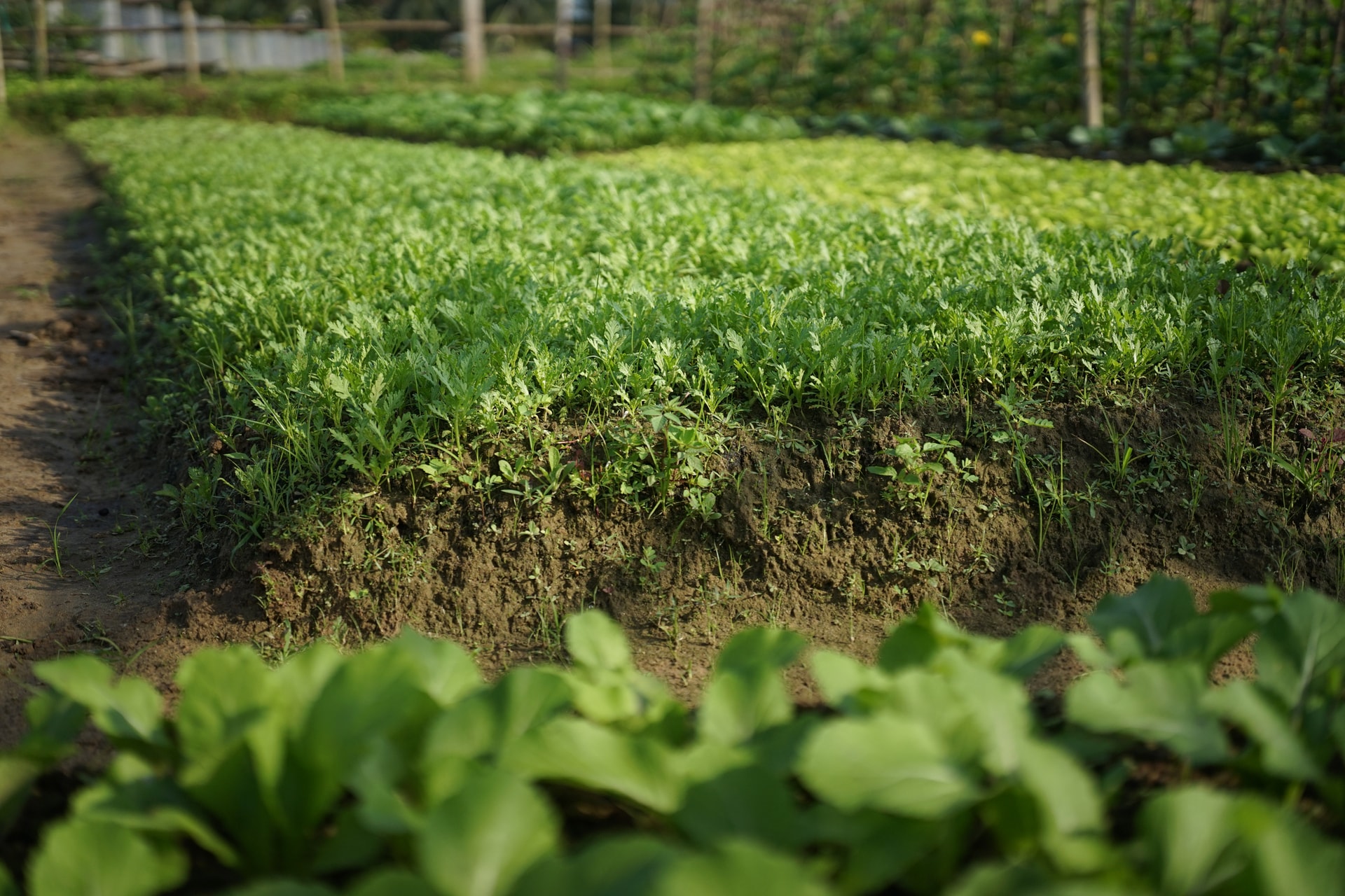 Những vạt rau mơn mởn tại vườn rau Thanh Đông. Ảnh: XUÂN