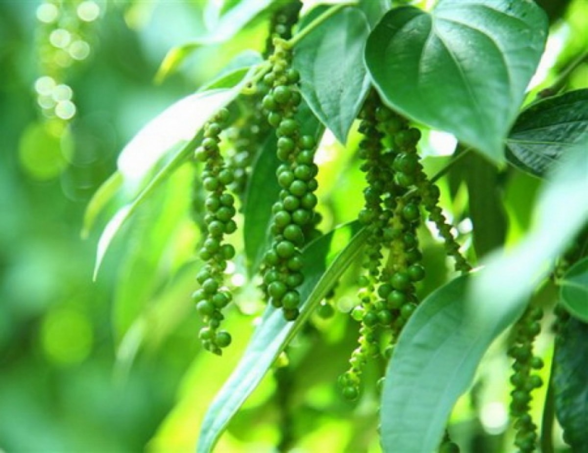 Giá tiêu hôm nay 5/1 Xu hướng phân hóa tại các địa phương