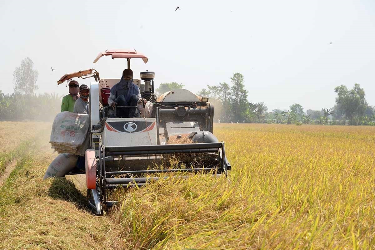 Giá gạo hôm nay 5/1: Thị trường lúa gạo ổn định, xuất khẩu giữ mốc cao