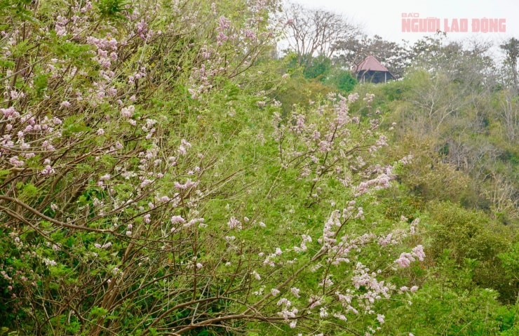 Hàng hoa đỗ mai khoe sắc bên triền núi tại Vũng Tàu.