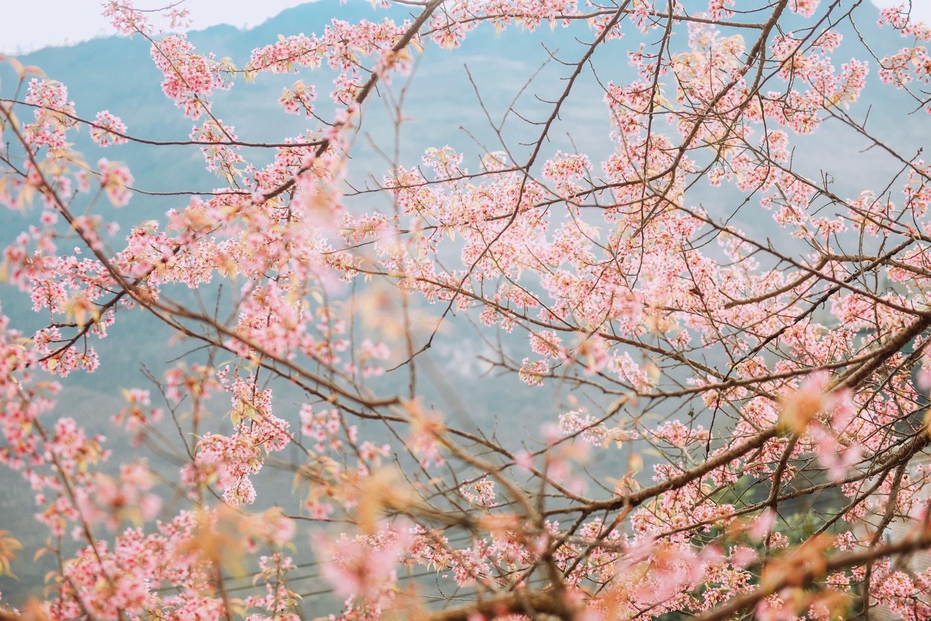 Lựa chọn trang phục sáng màu để chụp ảnh với hoa