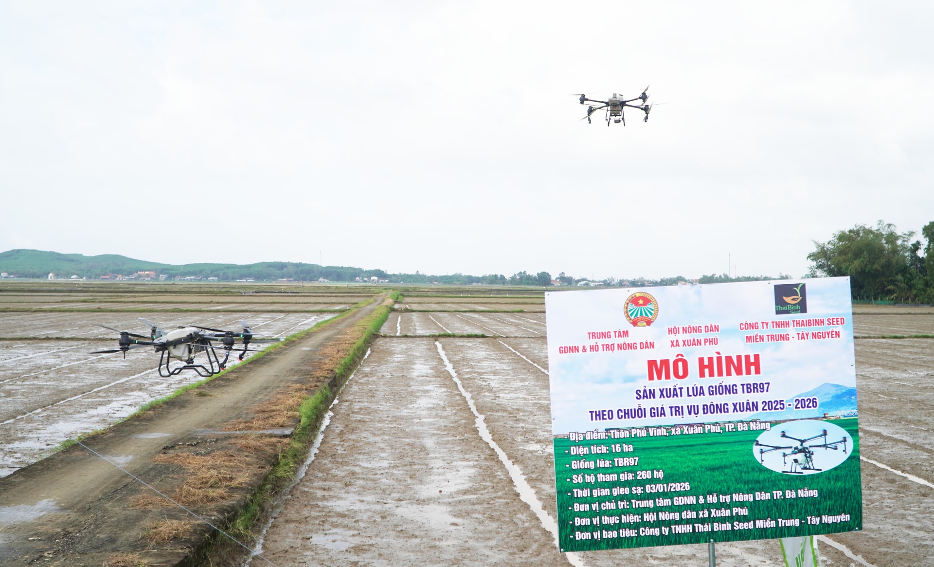 Xã Xuân Phú triển khai mô hình liên kết sản xuất lúa giống và ứng dụng thiết bị bay phun thuốc tại cánh đồng Phú Vĩnh