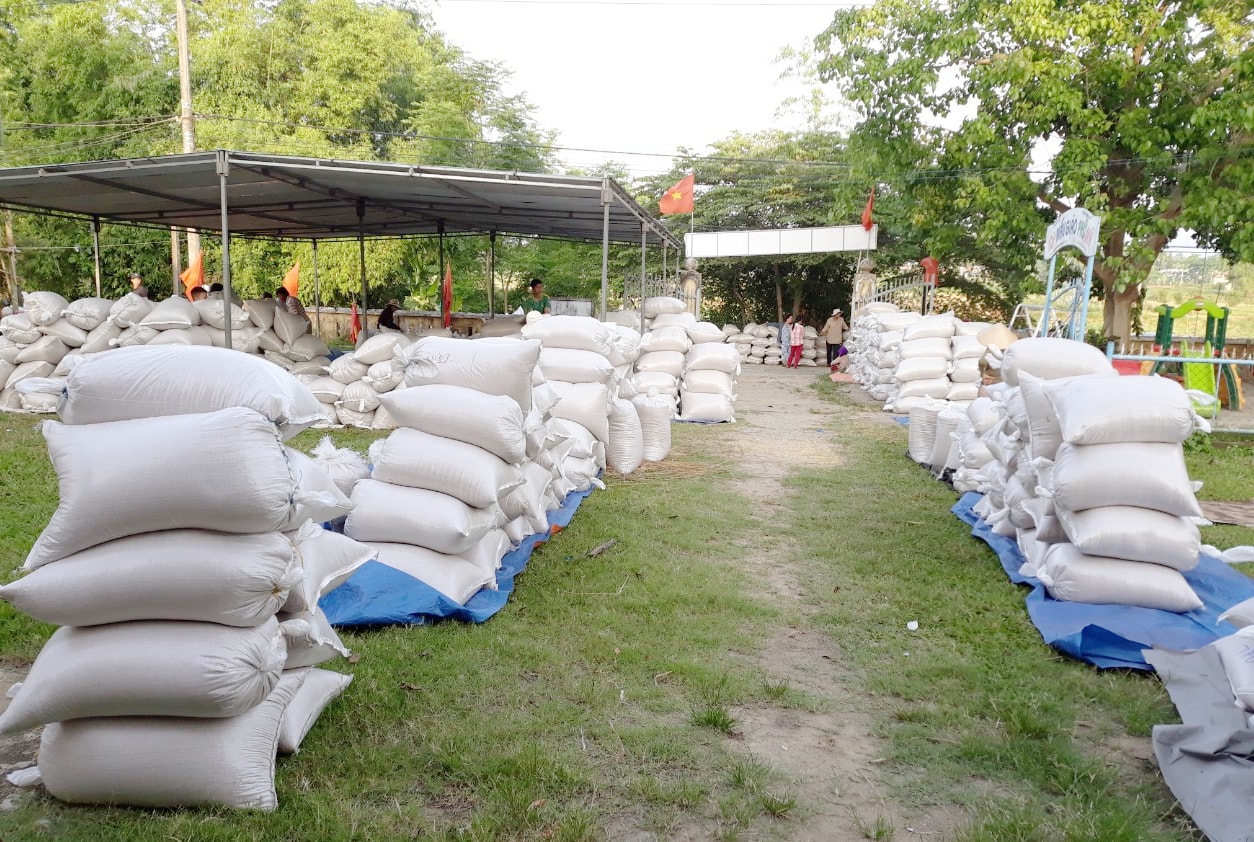 HTX Nông nghiệp Đại Minh tập kết lúa tươi vừa thu hoạch từ đồng lên để bàn giao cho doanh nghiệp liên kết