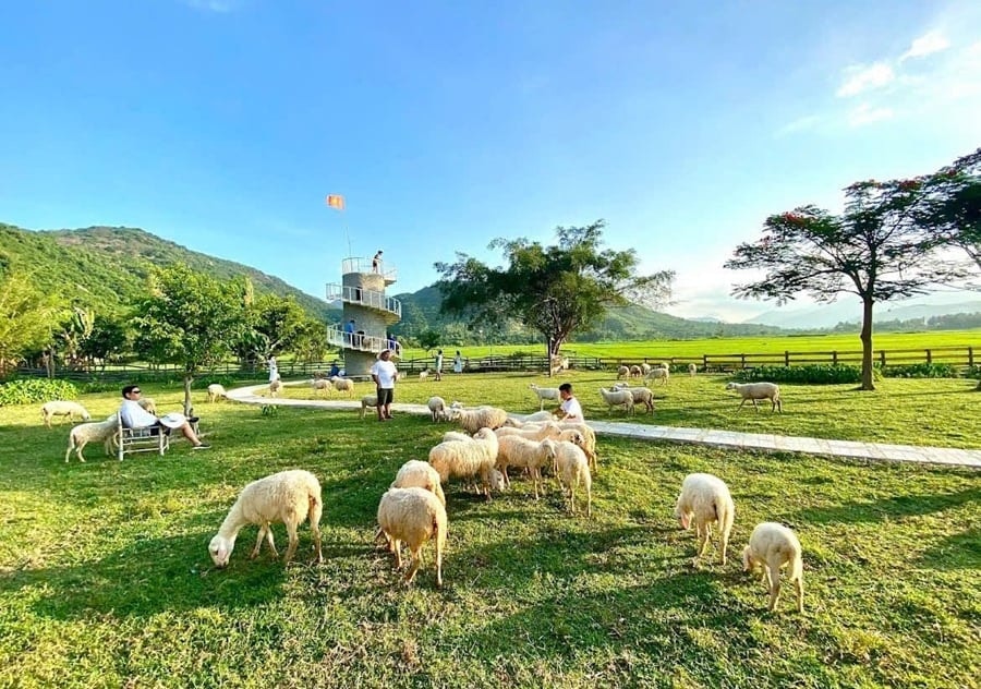 Đồng cừu An Hòa