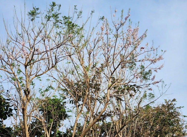 Hoa anh đào nở rộ trên đường lên sân bay Cỏ Ống