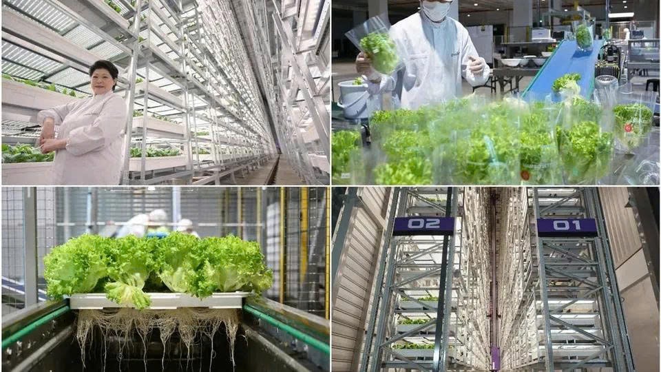 Bà Susan Chong và trang trại thẳng đứng Greenphyto. Ảnh: Straits Times