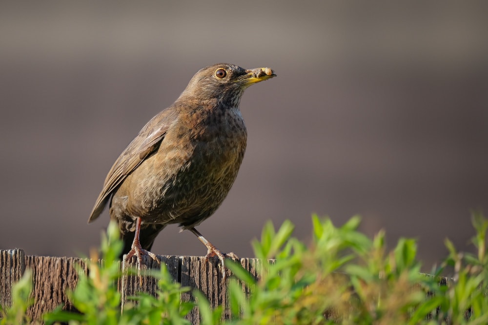 Ảnh chim Blackbird chụp bằng ống kính tele