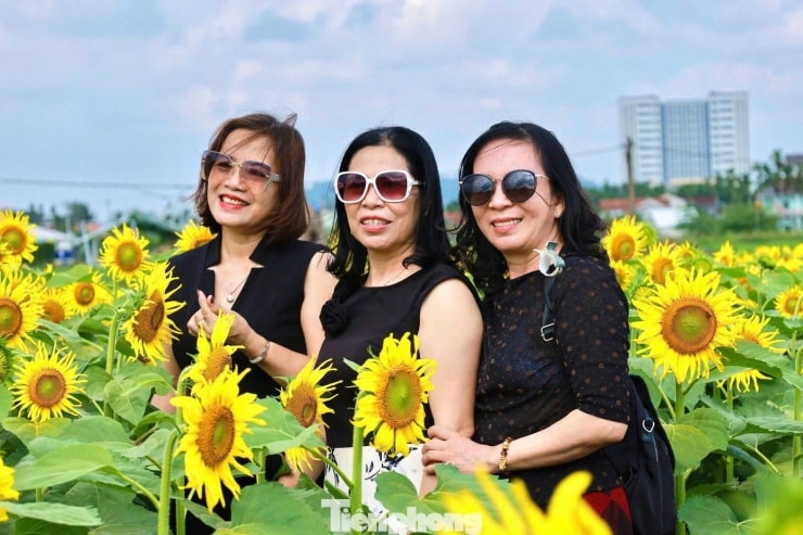 Bà Nguyễn Thị Bảy (65 tuổi) cùng người thân đến dạo chơi, thưởng ngoạn sắc hoa hướng dương.