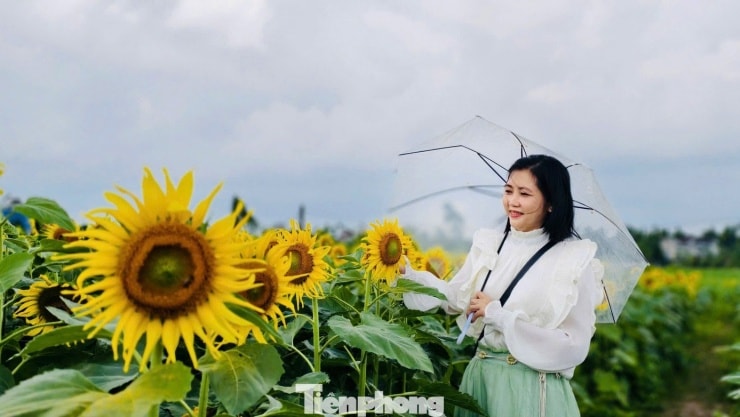Vườn hoa hiện đang mở cửa miễn phí và dự kiến thu phí vào cao điểm Tết.