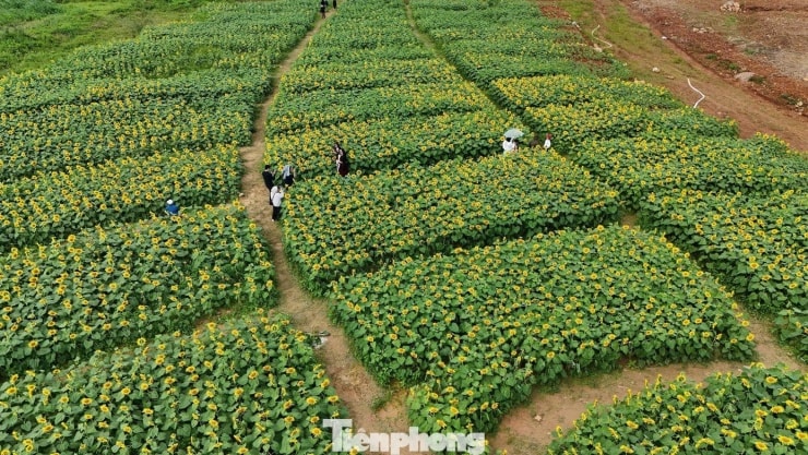 Vườn hoa hướng dương tại xã An Phú tỉnh Quảng Ngãi bất ngờ trở thành điểm đến hút khách những ngày cuối năm.