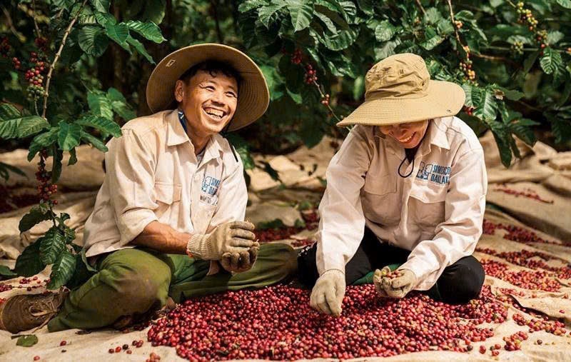 Giá cà phê trong nước tăng mạnh tiến sát mốc 100.000 đồng/kg