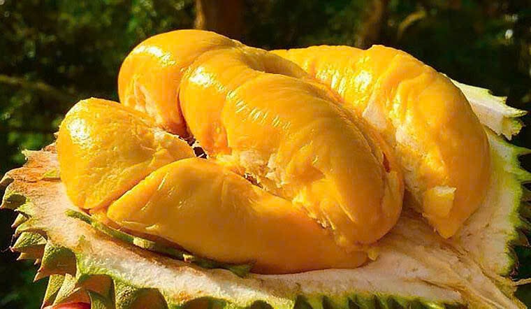 Giá sầu riêng hôm nay 8/1 Sầu Thái và Ri6 đồng loạt tăng