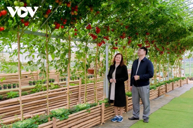 Cà chua chín đỏ, được người nông dân trồng với công nghệ cao, đẹp mắt cũng là điểm thu hút khách du lịch