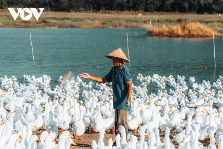 Ông Trần Thanh Hải chăm sóc đàn vịt 4.000 con giữa cánh đồng dưới chân núi Bà Đen.