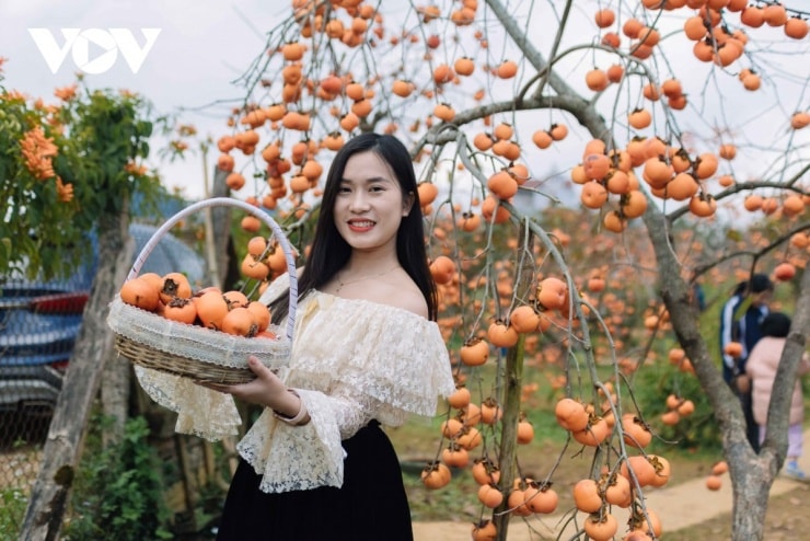 Vườn hồng Mộc Châu khoe sắc trong nắng cao nguyên.