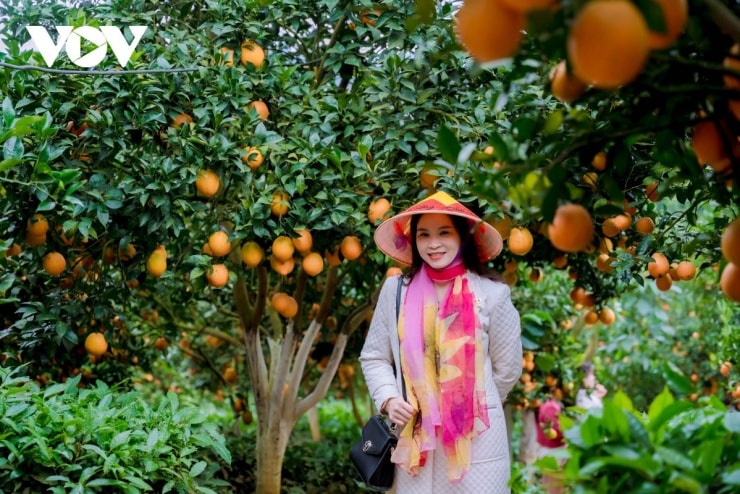 Du khách thích thú trải nghiệm vườn cam vàng, sai trĩu quả