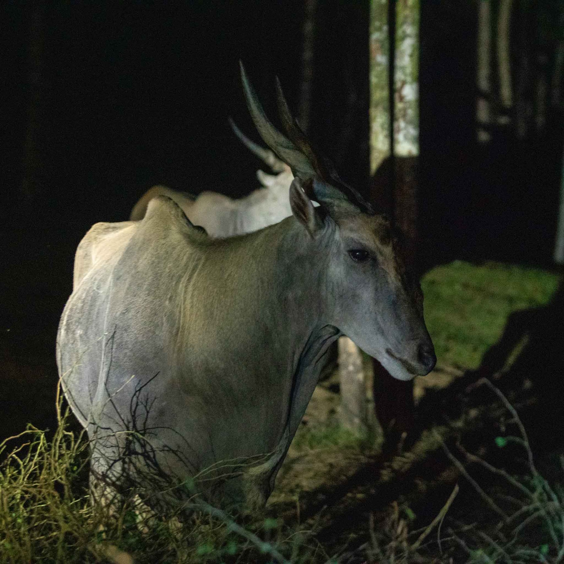 Cập nhật giá vé Night Safari Phú Quốc
