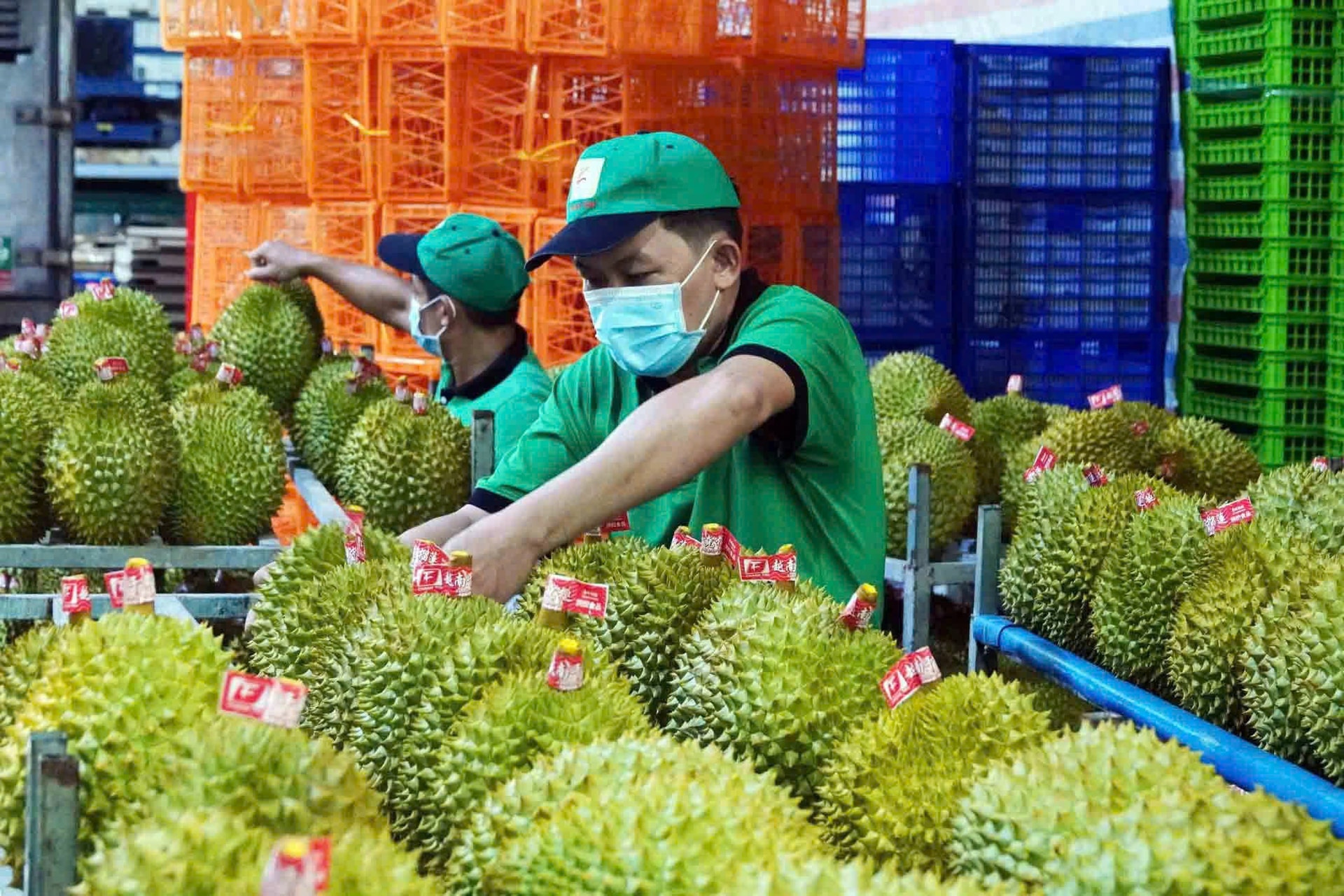 Thị trường sầu riêng hôm nay 10/1 ổn định và nông dân ứng dụng hệ thống phun xịt tự động