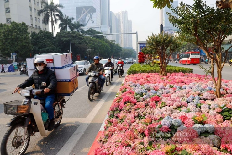 Dải hoa cẩm tú cầu bất ngờ nở rực rỡ trên đường phố Hà Nội
