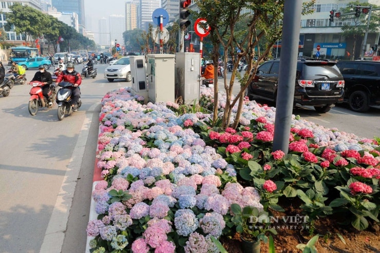 Loài hoa đặc trưng của xứ lạnh Đà Lạt được trang hoàng rực rỡ đón Tết 2026