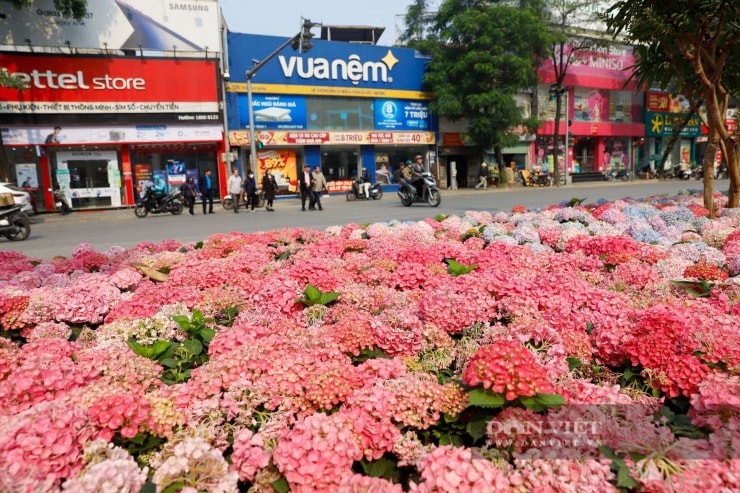 Người dân Thủ đô thích thú ngắm nhìn loài hoa lạ lẫm trên đường đi làm