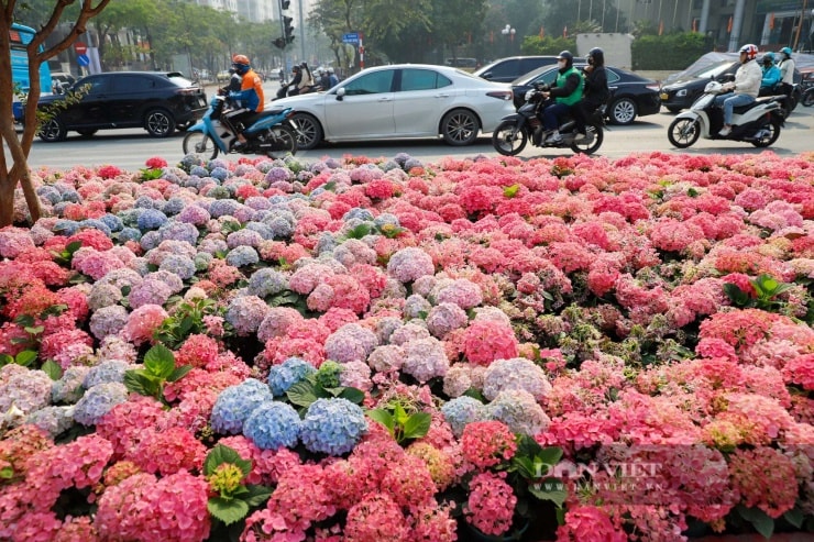 Hàng trăm khóm cẩm tú cầu đua nhau khoe sắc trên dải phân cách