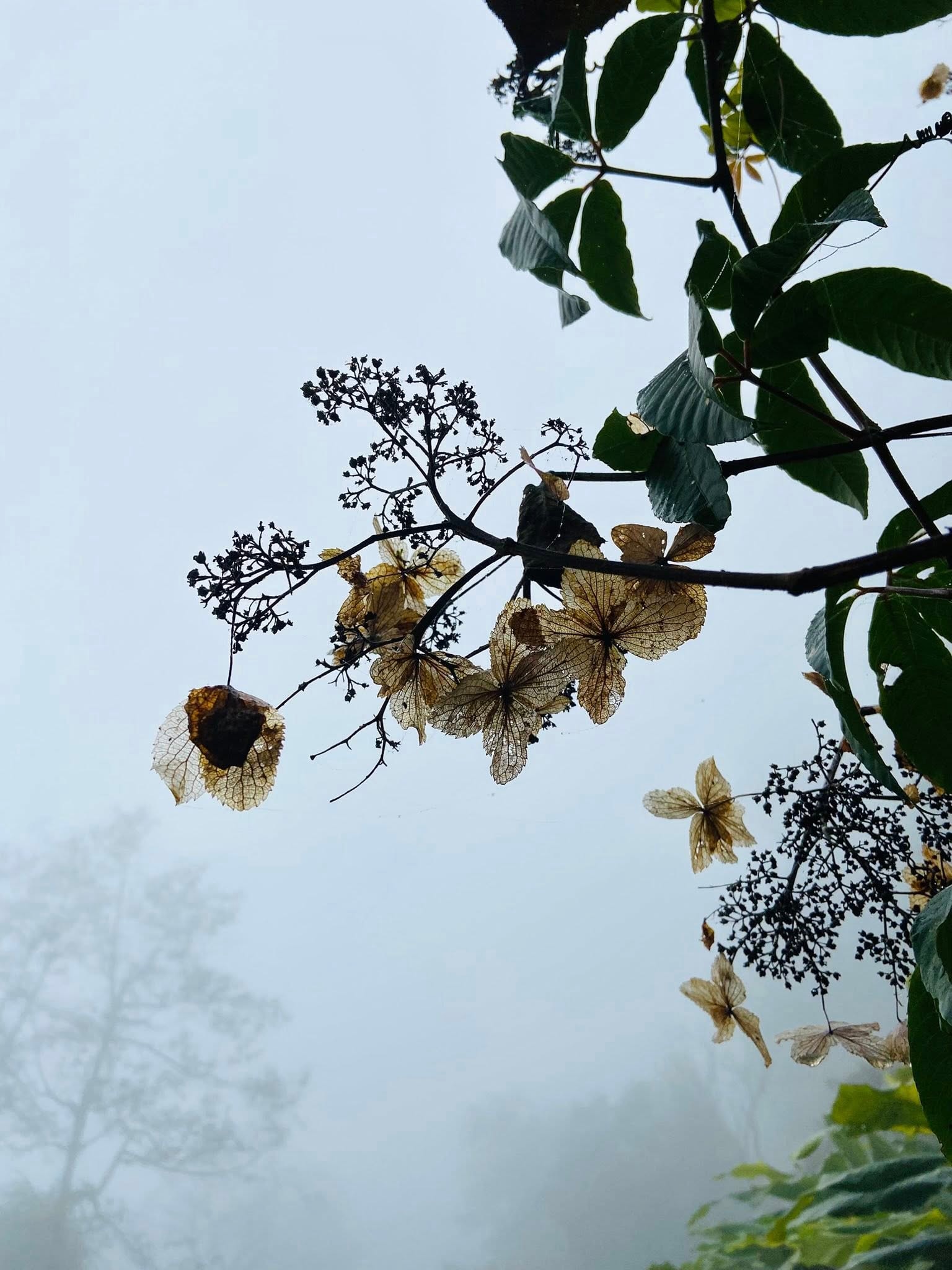 เช้าวันที่มีหมอกลงจัดในเมืองม็อกเชา