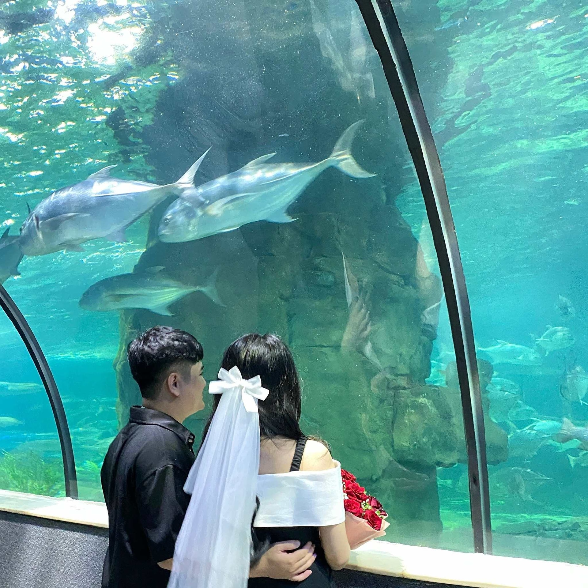 Khám phá đại dương ở VinKE & Vinpearl Aquarium