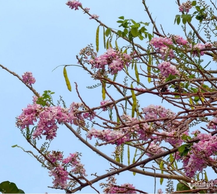 Cận cảnh chùm hoa đỗ mai màu hồng nhạt