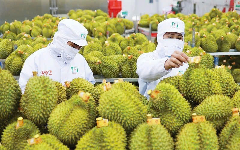 Giá sầu riêng hôm nay 13/1 thị trường ổn định sầu Thái neo cao