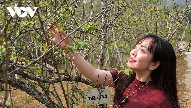 Rừng mơ cổ thụ tại Hương Sơn.