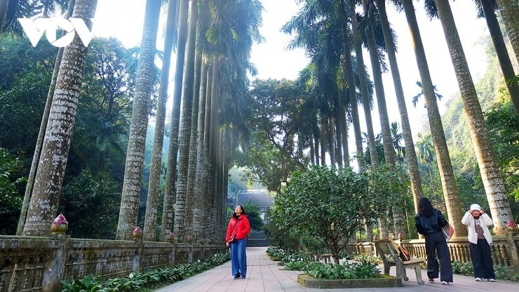Cổng tam quan và sân chùa Bảo Đài với hàng cau vua.