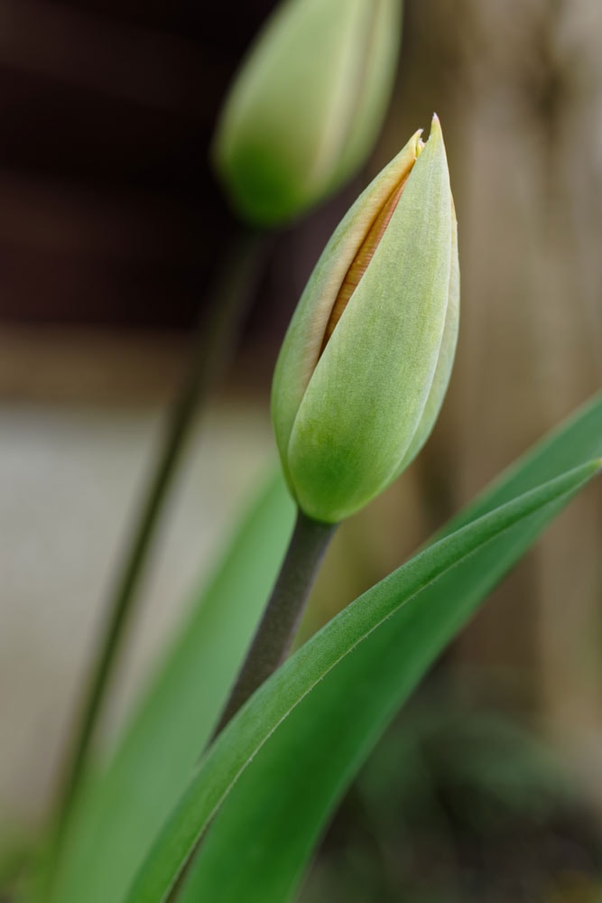 5 Top Tips For Perfecting Your Indoor Flower Photography Skills: Tulips
