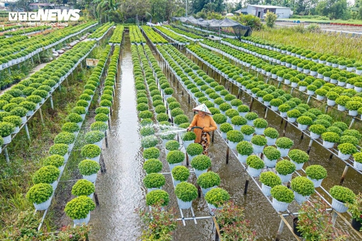 Cánh đồng hoa Sa Đéc soi bóng xuống mặt nước rực rỡ sắc màu.