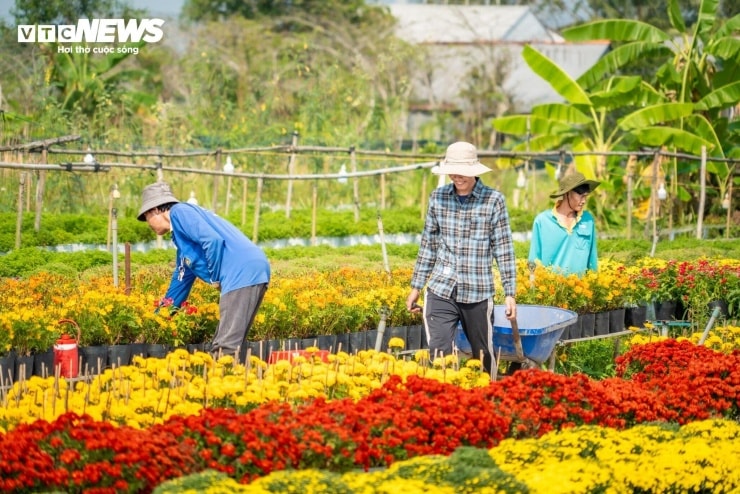 Nông dân Sa Đéc tất bật chăm sóc hoa chuẩn bị cho vụ Tết.