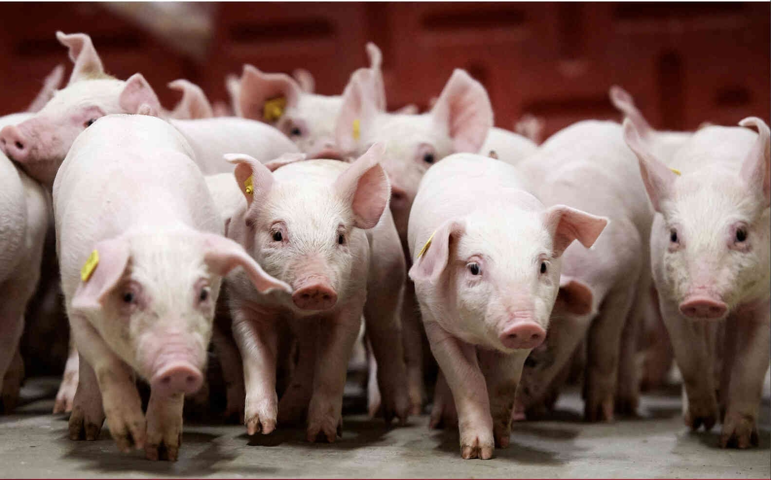 Giá heo hơi hôm nay 17/1 Biến động trái chiều giữa các miền