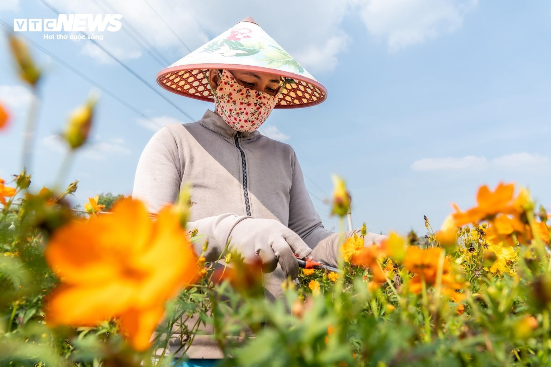 Công đoạn tỉa cành, chăm sóc hoa tỉ mỉ của người dân Sa Đéc.