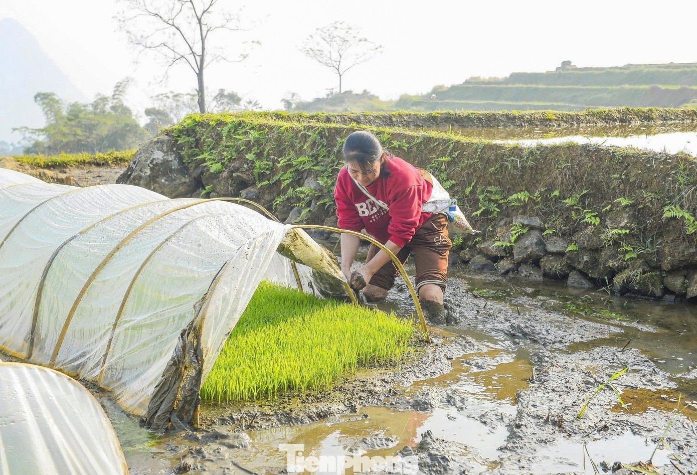 Nước từ đỉnh núi đổ về lấp đầy từng ô ruộng.