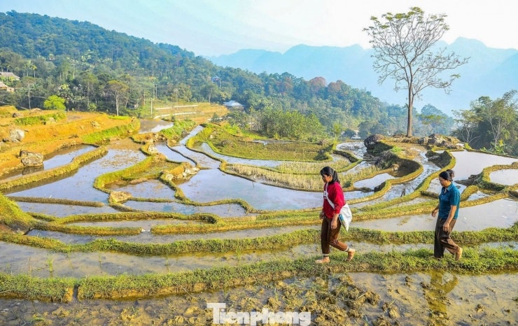 Người dân tất bật thăm đồng, đắp bờ, chăm sóc mạ non trên khắp các triền ruộng.