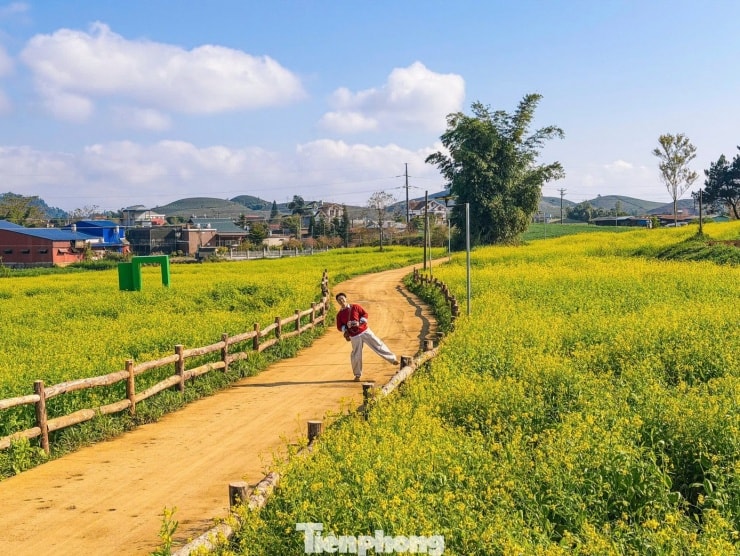 Cận cảnh những bông hoa cải vàng dày cánh và tươi tắn tại Mộc Châu.