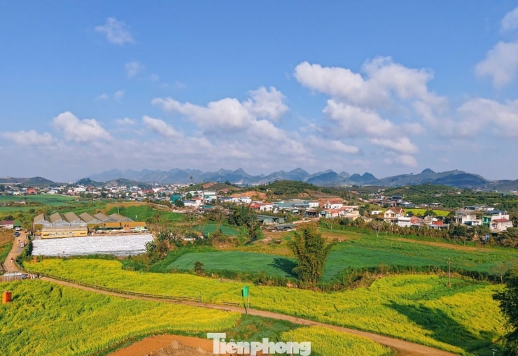 Du khách tham quan và chụp ảnh tại cánh đồng hoa cải Mộc Châu.